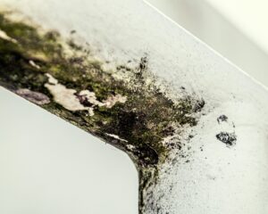 Mold Inspection and Testing