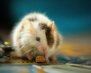 Rodent Pest Control